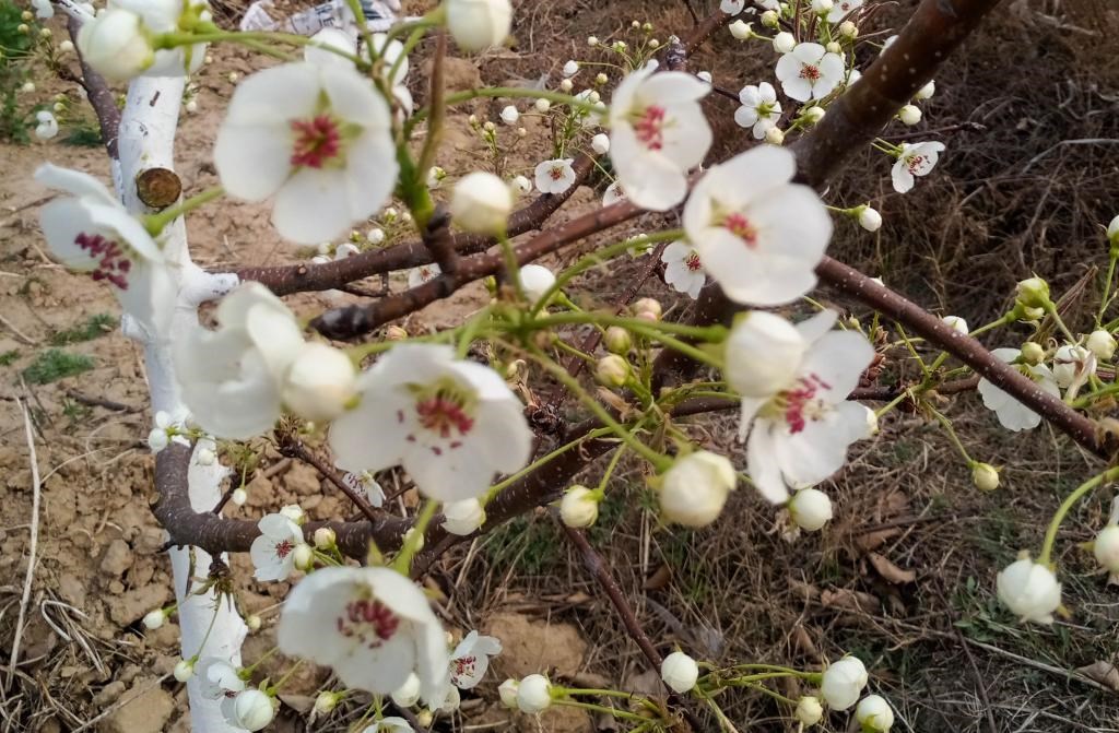 這是拍攝的汾西縣后加樓村盛開的梨花。(受訪者供圖)