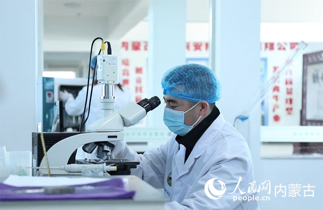 內(nèi)蒙古中農(nóng)興安種?？萍加邢薰韭鋺艨朴抑衅?，為肉牛產(chǎn)業(yè)發(fā)展提供了優(yōu)質(zhì)的種源保障。白俊華攝