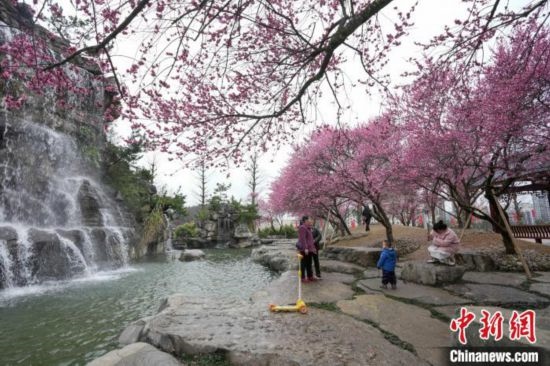 2月23日，市民在乾藝梅園景區(qū)觀賞綻放的梅花。陳興輝 攝