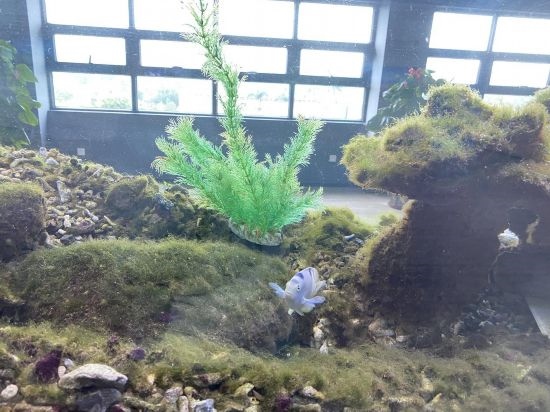 圖為寶鋼湛江鋼鐵水控中心，觀賞海魚在鋼渣漁礁里游動