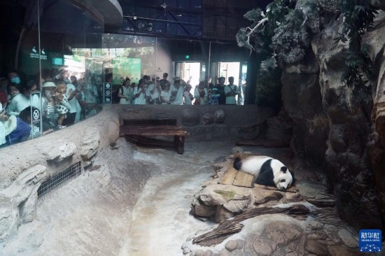 6月22日，游客在北京動(dòng)物園大熊貓館參觀。新華社記者 任超 攝