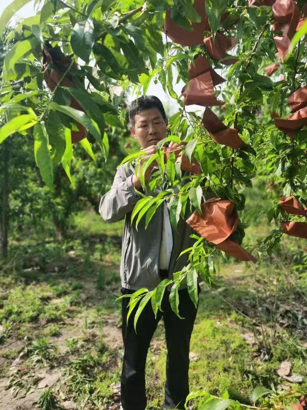 河南長垣樊相鎮(zhèn)谷寨采摘園。王紹紹攝