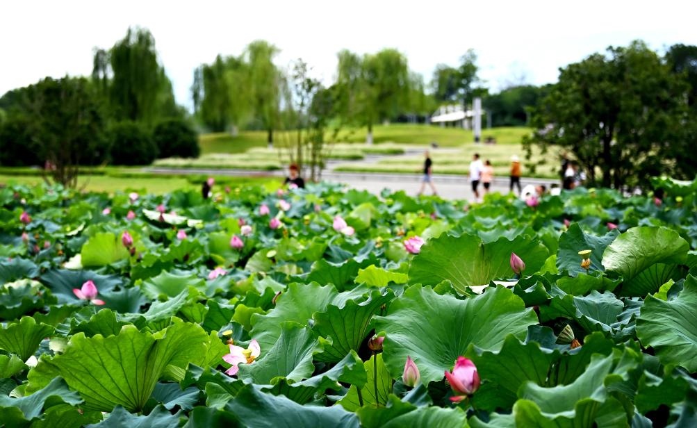 日前，陜西省漢中市漢江兩岸的天漢濕地公園內(nèi)，市民在休閑賞景。新華社記者 劉瀟 攝
