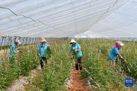 8月17日，農(nóng)民在吉林省德惠市朱城子鎮(zhèn)沿河村程雪家庭農(nóng)場采摘玫瑰花。新華社記者 張楠 攝
