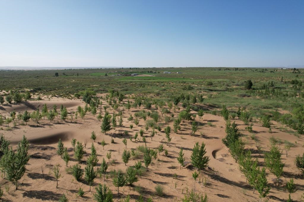 在庫布其沙漠腹地，牧民已讓10萬畝沙地變綠洲（無人機照片，2023年6月25日攝）。新華社記者李云平 攝