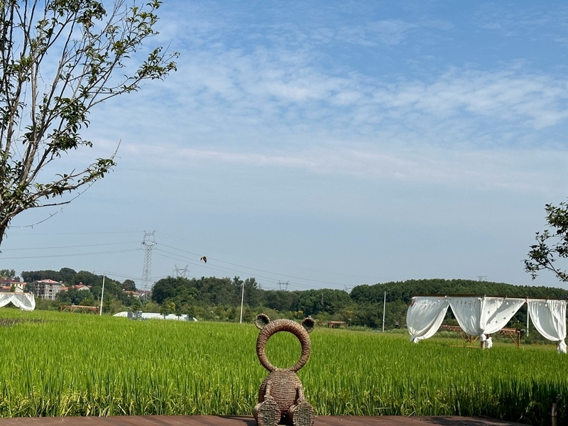 林語未來村打造農(nóng)家畈田園綜合體。人民網(wǎng) 王紹紹攝