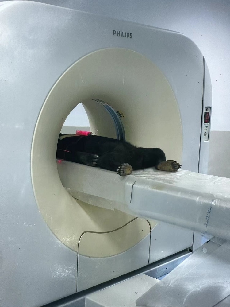 長隆野生動物世界的動物醫(yī)院內，馬來熊在做核磁共振檢查。人民網記者 李舫攝