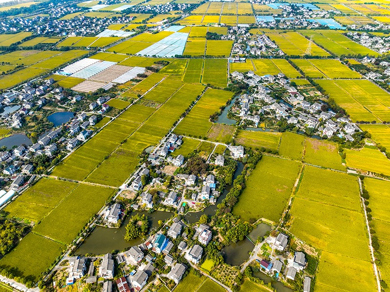 2023年10月22日，浙江海寧市黃灣鎮(zhèn)，金秋時節(jié)，金黃色的稻田與美麗鄉(xiāng)村構(gòu)成一幅寧靜祥和的畫卷。