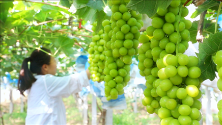 小屯村葡萄園里的陽(yáng)光玫瑰葡萄。肖俊楠攝