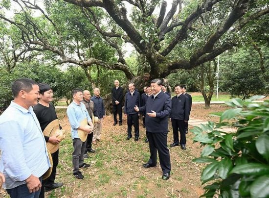 2023年4月11日，習(xí)近平總書(shū)記在廣東茂名高州市根子鎮(zhèn)柏橋村荔枝種植園，同現(xiàn)場(chǎng)技術(shù)人員親切交流。