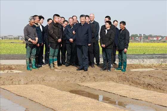 △ 2024年3月19日，習(xí)近平總書記來到湖南省常德市鼎城區(qū)謝家鋪鎮(zhèn)糧食生產(chǎn)萬畝綜合示范片區(qū)考察。