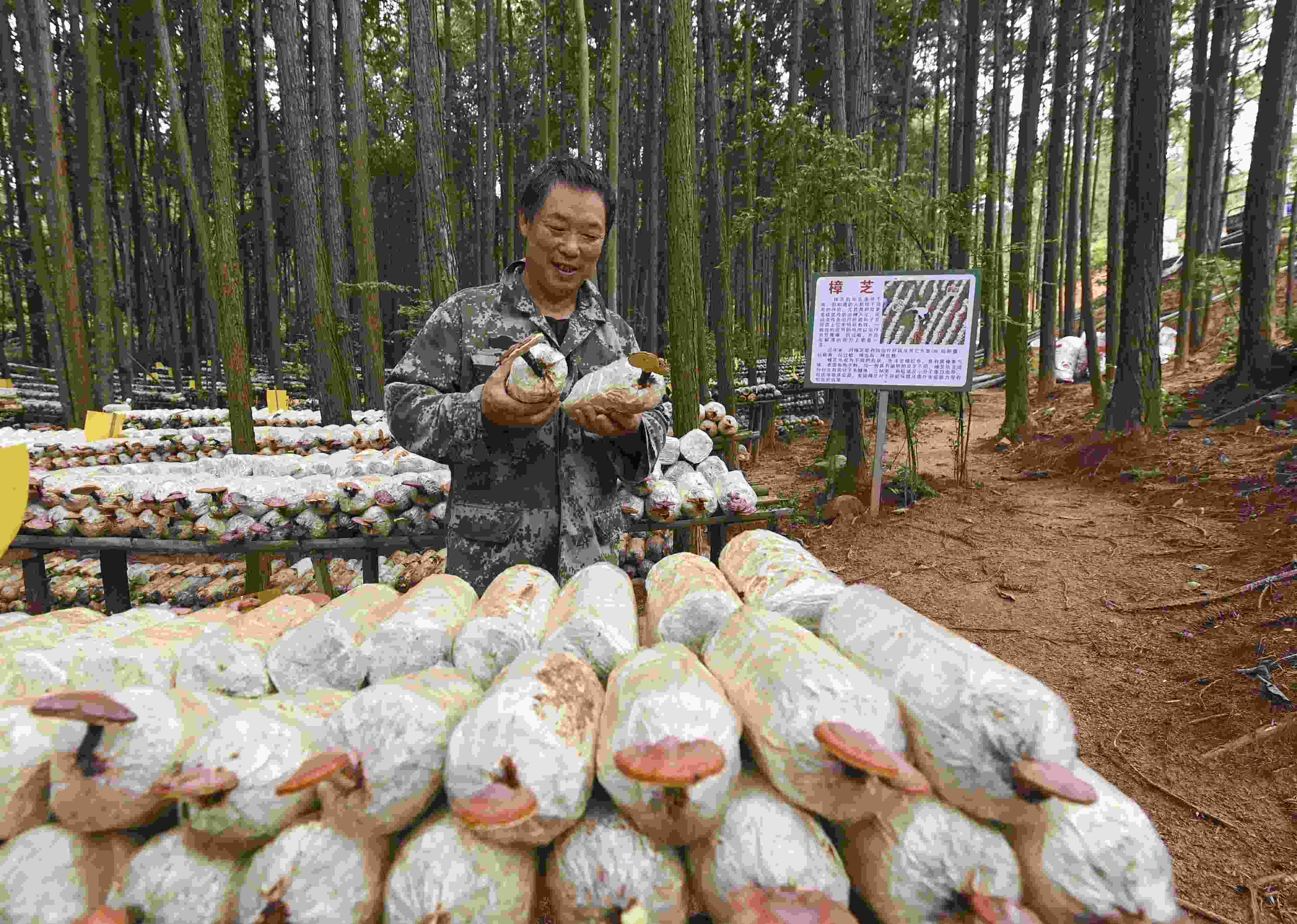 2023年9月21日，江西省撫州市，廣昌縣旴江生態(tài)公益林場，種植戶正在查看樟芝等食用菌的生長情況。