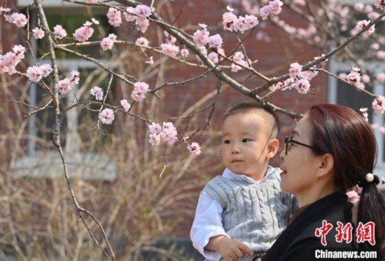 4月21日，游客在吉林大學(xué)南嶺校區(qū)賞花。張瑤 攝