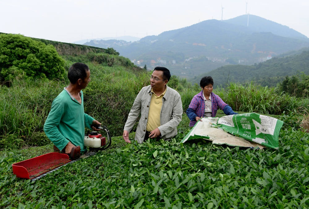 2024年5月9日，在福建省安溪縣西坪鎮(zhèn)珠洋村，科技特派員（中）在指導(dǎo)茶農(nóng)使用機器科學(xué)化采收茶葉。新華社記者 魏培全 攝