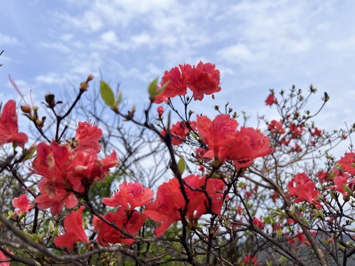 陽明山的杜鵑花。人民網(wǎng) 高清揚攝
