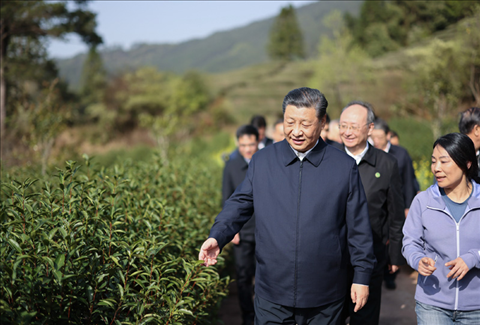 2021年3月22日下午，習(xí)近平在福建省南平市武夷山市星村鎮(zhèn)燕子窠生態(tài)茶園，察看春茶長勢(shì)，了解當(dāng)?shù)夭璁a(chǎn)業(yè)發(fā)展情況。
