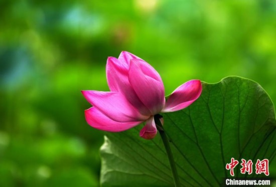 6月19日，時(shí)值一年畢業(yè)季，四川大學(xué)望江校區(qū)荷花池里的荷花盛開(kāi)，成為了畢業(yè)生們的打卡圣地，吸引了眾多畢業(yè)生拍照留念。圖為盛開(kāi)的荷花。中新社記者 安源 攝