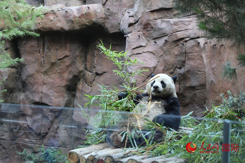 2、“云川”和“鑫寶”落戶圣迭戈動(dòng)物園，開(kāi)啟了新一輪中美大熊貓保護(hù)合作。 人民網(wǎng)記者 李志偉攝 (1)
