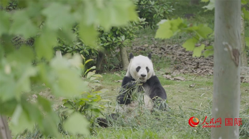 成都大熊貓繁育研究基地的熊貓。人民網(wǎng)記者 張榮攝