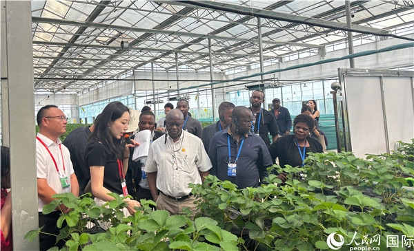 研討班成員在大棚中了解植物種植技術。人民網(wǎng) 曹欣悅攝