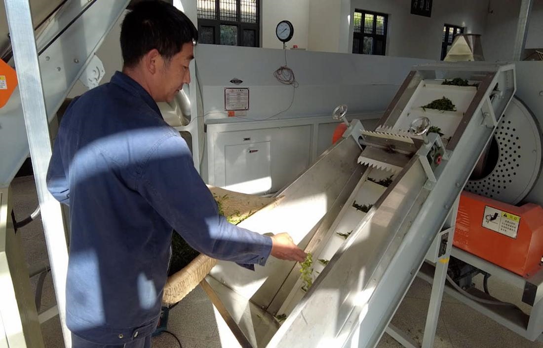 茶廠工人正在查看茶青質(zhì)量。 受訪者供圖