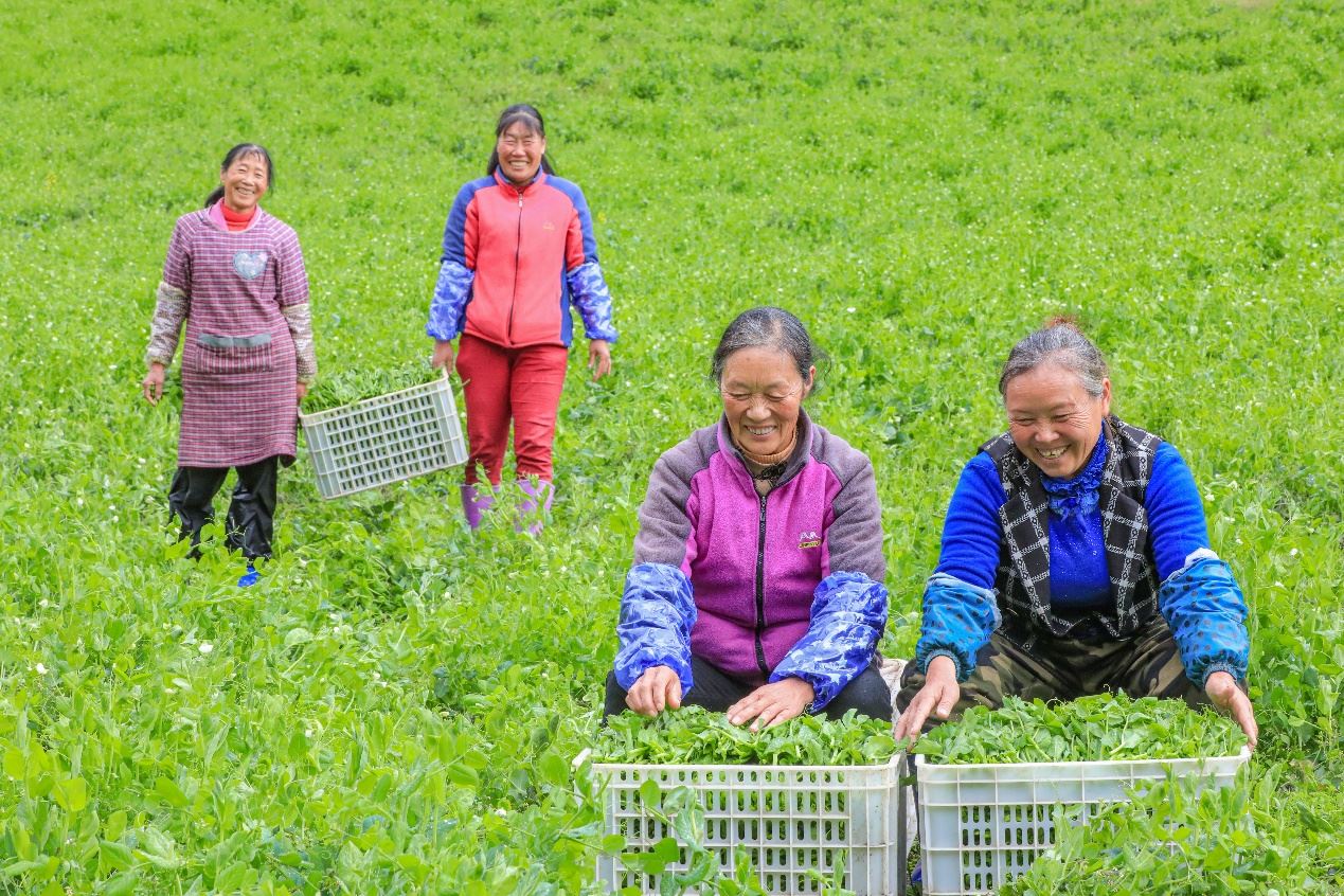 在四川省阿壩藏族羌族自治州馬爾康市馬爾康鎮(zhèn)納足村，當(dāng)季蔬菜喜獲豐收，群眾正在忙著采收、裝箱供應(yīng)市場(chǎng)。來源：人民圖片