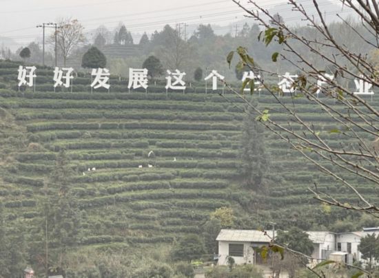 景寧畬族自治縣澄照鄉(xiāng)三石村馬嶺頭茶葉基地。劉軍國攝