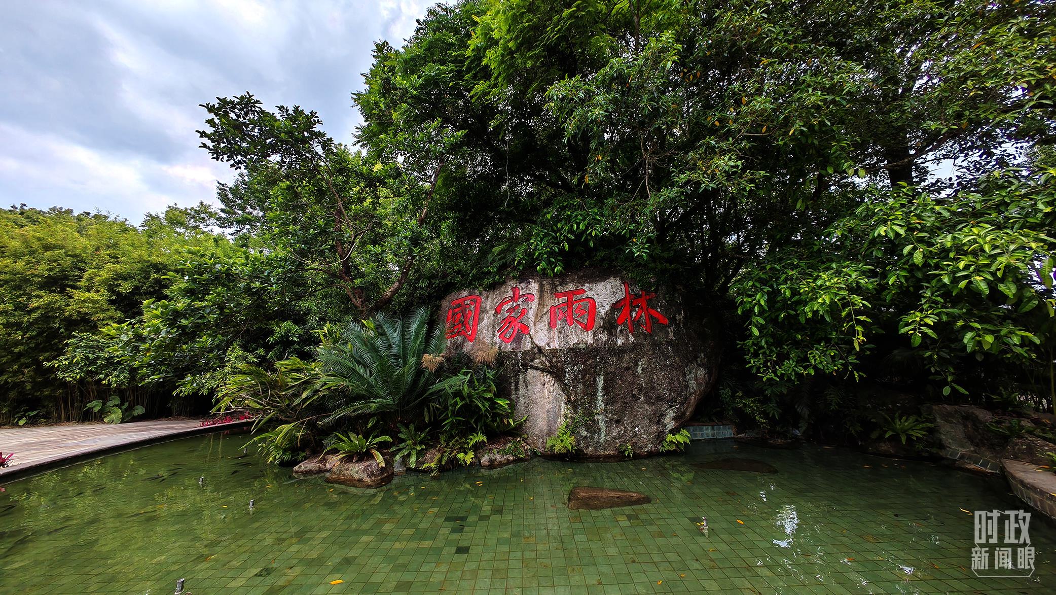 海南熱帶雨林國家公園。（總臺央視記者彭漢明拍攝）
