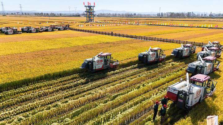 2024年9月22日，在黑龍江省重要糧食產(chǎn)區(qū)哈爾濱市方正縣的稻田中，農(nóng)機開啟“黑龍江秋收第一鐮”作業(yè)（無人機照片）。新華社記者 王松 攝