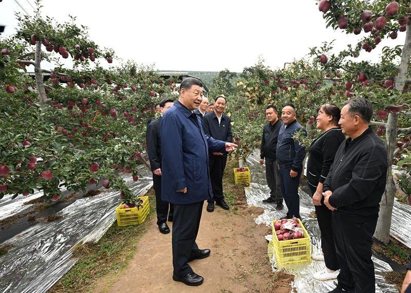 △2024年9月11日，習近平總書記在甘肅天水市麥積區(qū)南山花牛蘋果基地考察時，走進果林了解相關(guān)種植、技術(shù)和管理情況。