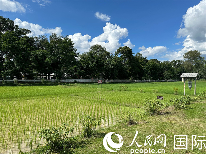 泰國沙功那空省水稻種植示范基地。人民網(wǎng)記者 簡承淵攝