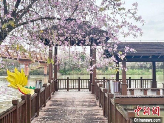 3月7日，廣州海珠國家濕地公園宮粉紫荊花海吸引游人。中新社記者 許青青 攝