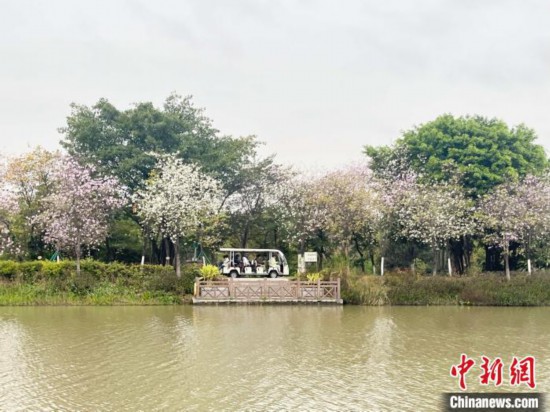 3月7日，廣州海珠國家濕地公園宮粉紫荊花海吸引游人。中新社記者 許青青 攝