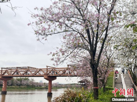 3月7日，廣州海珠國家濕地公園宮粉紫荊花海吸引游人。中新社記者 許青青 攝