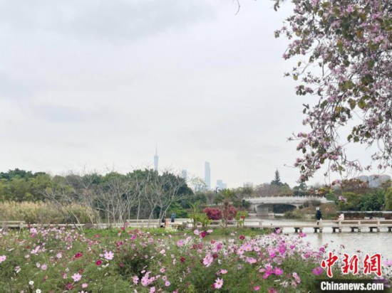每年三月，廣州海珠國家濕地公園迎來最具標(biāo)志性的景觀之一——宮粉紫荊花海，公園內(nèi)的石榴崗河沿岸兩側(cè)，數(shù)千株宮粉紫荊綿延3.2公里，粉紅與粉白的花朵交織如云，頗為浪漫。據(jù)悉，宮粉紫荊因其耐濕性強(qiáng)、花期長的特性，是廣州海珠國家濕地公園生態(tài)修復(fù)的優(yōu)選樹種。近年來通過科學(xué)管養(yǎng)，花量相較往年明顯增加，盛花期持續(xù)近一個月時間，預(yù)計浪漫景致將延續(xù)至清明前。圖為3月7日，廣州海珠國家濕地公園宮粉紫荊花海吸引游人。中新社記者 許青青 攝