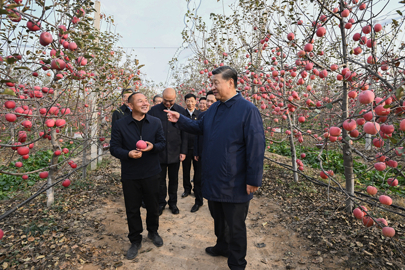 2022年10月26日，習(xí)近平總書記在陜西省延安市安塞區(qū)高橋鎮(zhèn)南溝村的蘋果園里同老鄉(xiāng)們親切交流。