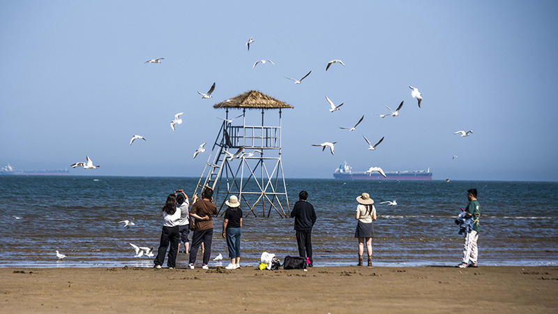 2024年5月12日，河北秦皇島，北戴河鴿子窩公園成群海鷗在天空中自由翱翔，與大海、藍(lán)天構(gòu)成了一幅美麗的畫卷。
